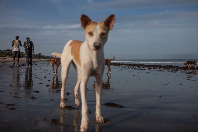 Jason Florio chatting with a local with beach dogs, Bijilo.