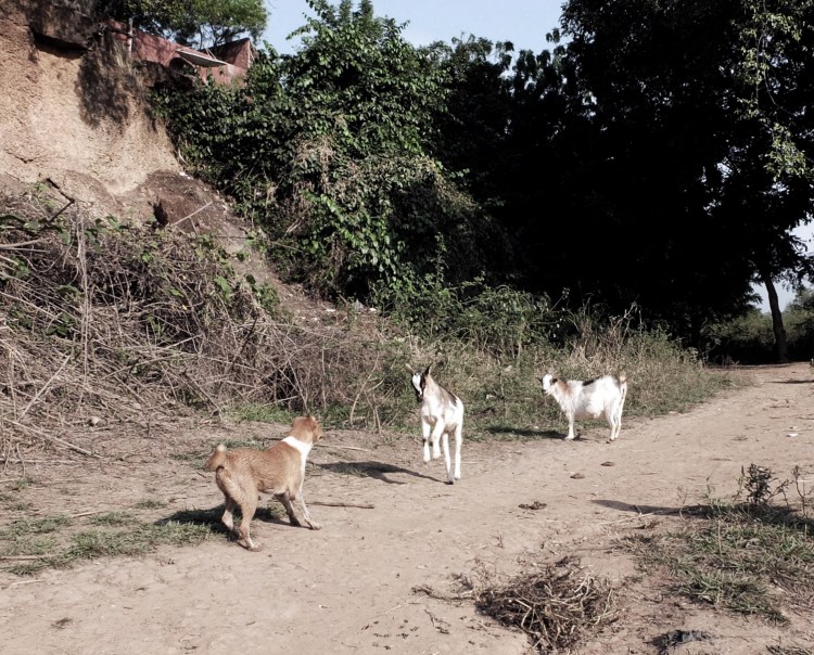 GOATS AND DOG STANDOFF