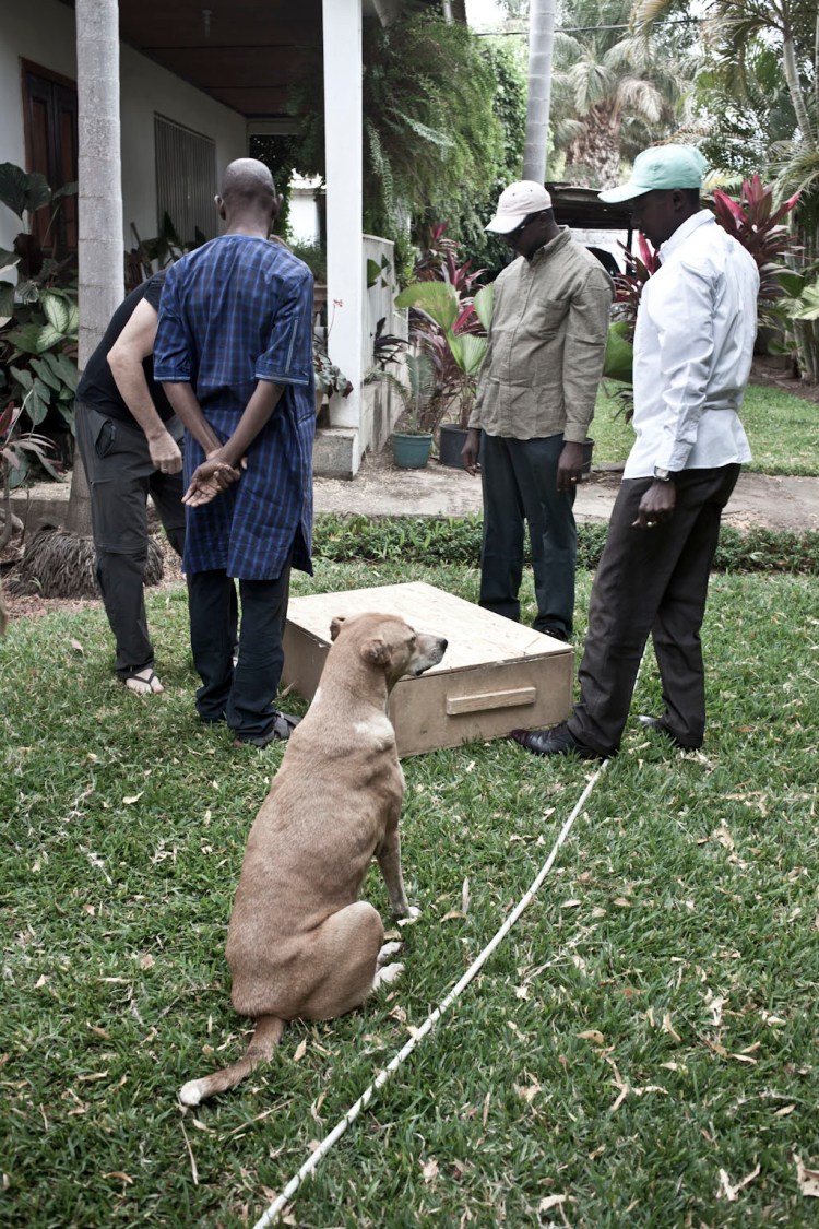 'Lion' overseeIMG_3761