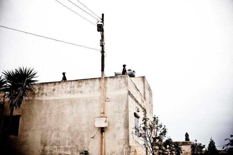 Guard dogs - with wagging tails! © Helen Jones-Florio