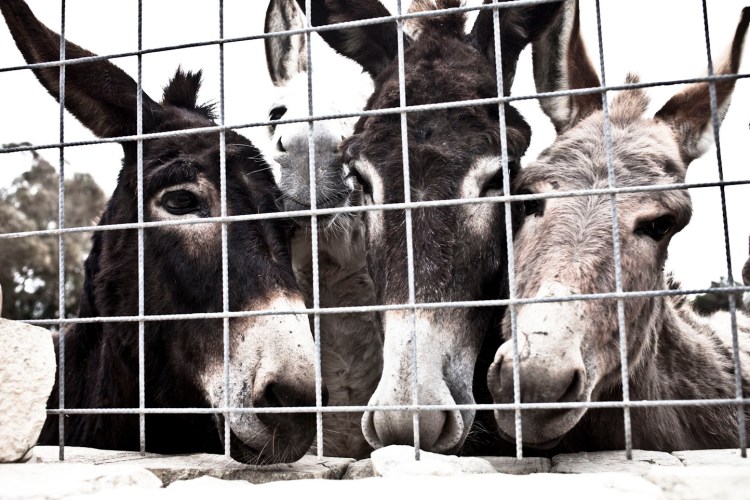 And very friendly donkeys!