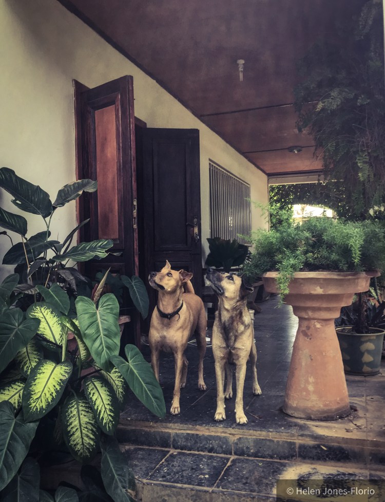White Tip & Wolf on monkey watch © Helen Jones-Florio Dogs of Gambia