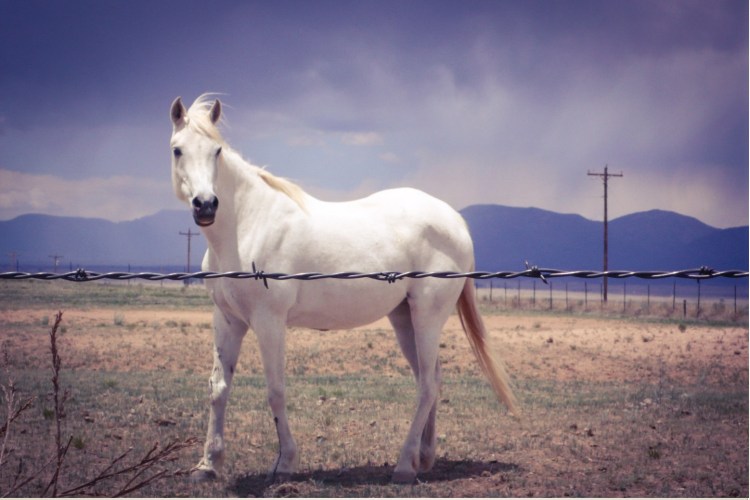 Wabi Sabi - white Horse standing alone in a field , New Mexico © Helen Jones-Florio