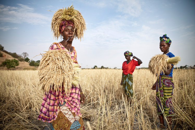 Ladies from the Santa Yalla kaffo - a collective that harvests rice for a landowner near River Gambia at Kaur. The earn 30 dalasis a day - 80 US cents ©Jason Florio