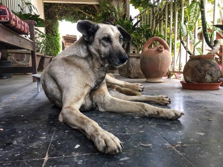 Wolf, one of a pack of stray Gambian dogs, from the beach ©Helen Jones-Florio