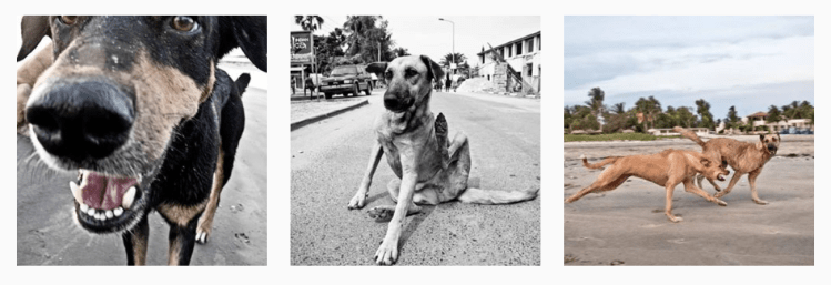 Walkin' the dogs, of the Gambia, West Africa © Helen Jones-Florio