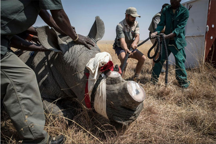 A rhino is tranquilized before being transported - Rhino Relocation, South Africa © Jason Florio