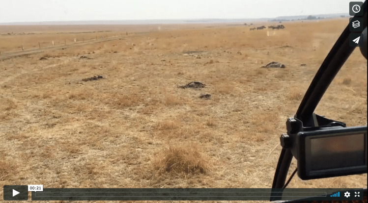 Vimeo - Rhino Relocation, South Africa © Jason Florio