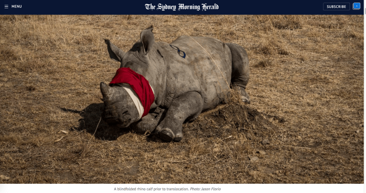 Rhino relocation, South Africa - image ©Jason Florio.  The Sydney Morning Herald