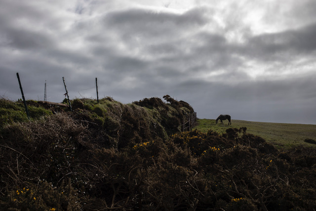 (self) Isolation - image © Jason Florio - a lone wild pony eats grass in a field, Cornwall, UK