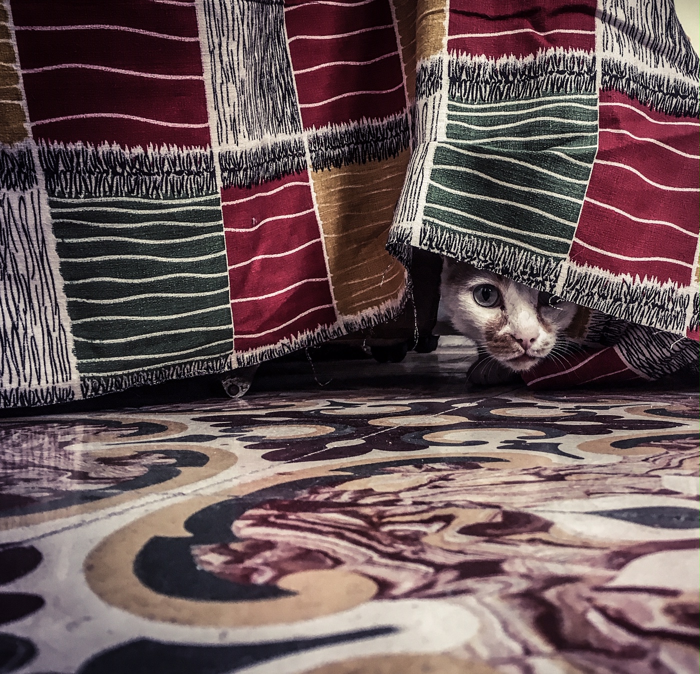 The Stray Cats of Malta- A white and ginger cat peeps out from under a chair, covered in fabric, with Maltese tiles on the floor. Image ©Helen Jones-Florio