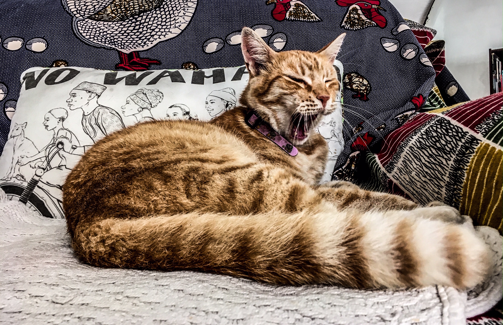 The Stray Cats of Malta - 'Romeo', a big ginger tom cat, yawns, sitting against a cushion from Nigeria, with the words 'No Wahala' and a drawing of a family on a motorcycle on the front of it.Image ©Helen Jones-Florio