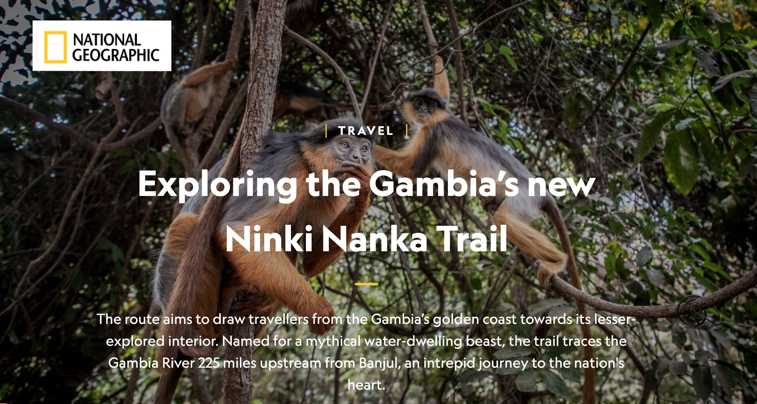 NatGeo - opening shot of an article about the Gambia, with red colobus monkeys swinging in the trees. Image ©Jason Florio