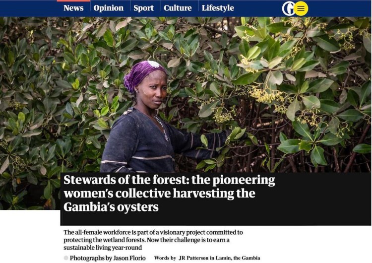 The Guardian - Stewards of the forest, a woman stands in front of mangroves harvesting oysters, The Gambia, West Africa. Image ©Jason Florio