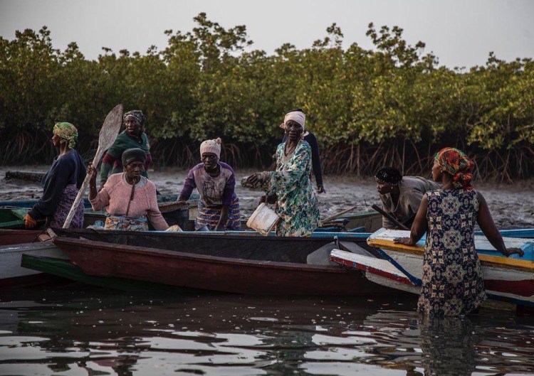 The Guardian - Stewards of the forest: A group of women prepare their pirogues to head out to harvest oysters, Lamin Balong, The Gambia, West Africa. Image ©Jason Florio