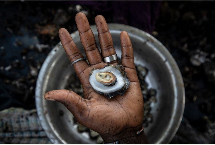 A woman's hand, holding an open mangrove oyster, The Gambia, West Africa. Image ©Jason Florio