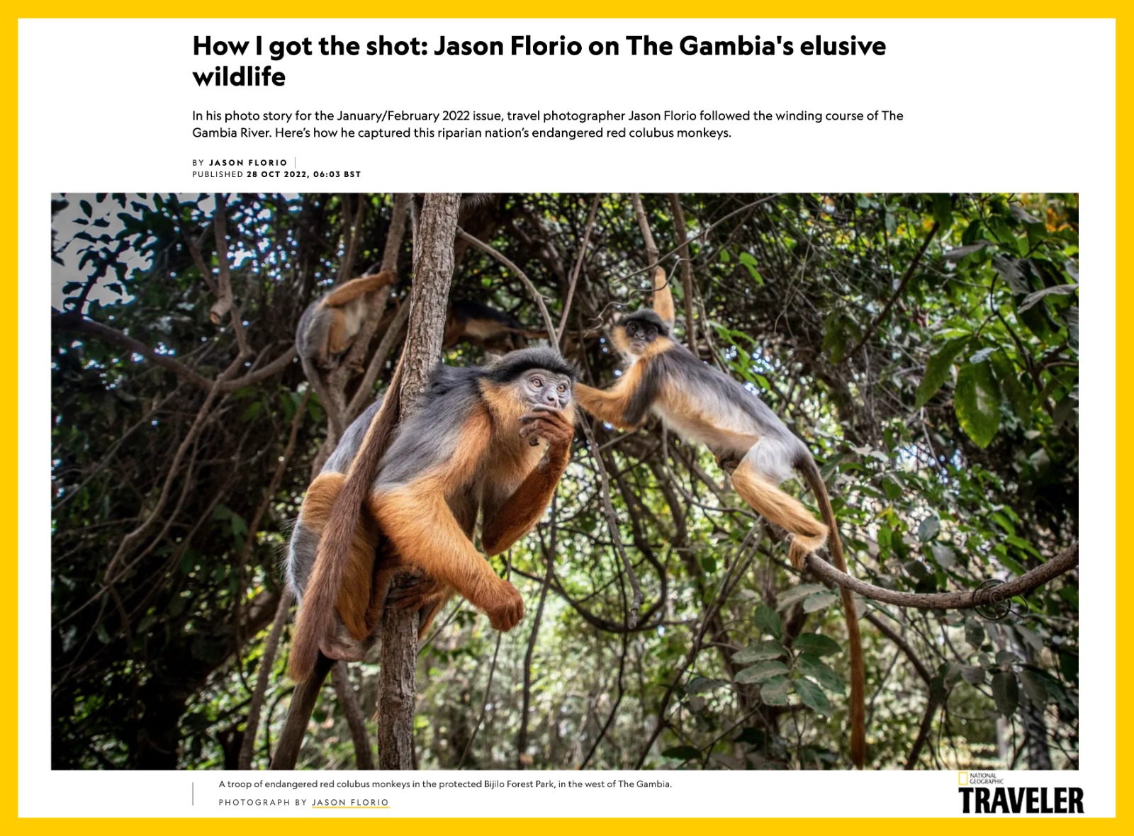 National Geographic Travel: Jason Florio 'How I Got The Shot' - image of red colobus monkeys in a tree, The Gambia, West Africa