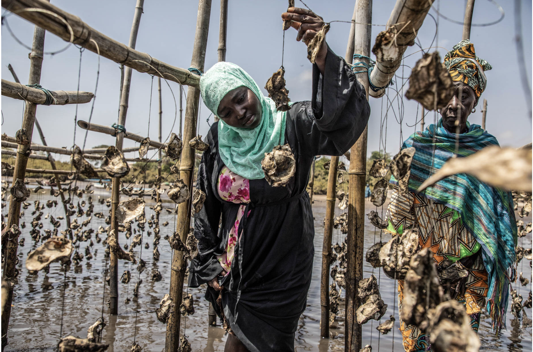 Editors Picks': Favourite travel photography, 2021 - National Geographic Traveller 'The Gambia': Women checking their oyster harvest on a tributary of the River Gambia, The Gambia, West Africa. Images ©Jason Florio