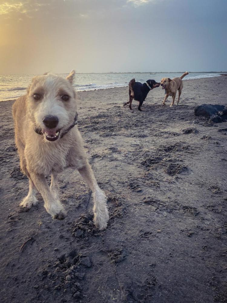 Dexter, Kalu, and JuJu, Cape Point Beach, The Gambia, West Africa - September 2021. Image © Helen Jones-Florio